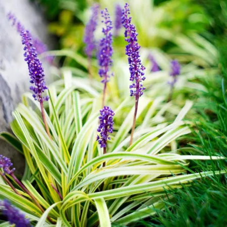 National Plant Network Variegated Liriope Plant in 4" Pot 15 Count. Ground Cover Plants