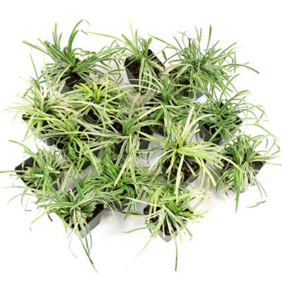 Image showing  4 in. Potted Variegated Liriope Plant, 15 pc.