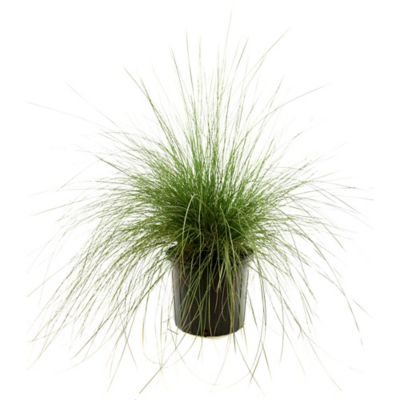 Image showing  2.5 qt. White Muhly Grass Plant