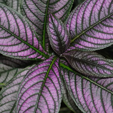 National Plant Network Purple Houseplants 4 in Persian Shield 2 Count. Succulents & House Plants