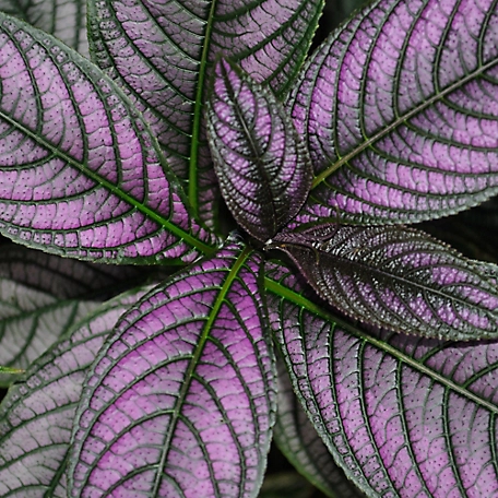National Plant Network 4 in. Persian Shield Purple Plants, 2 pc.