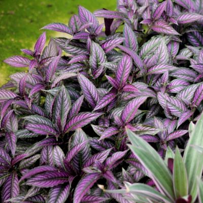 Image showing  4 in. Purple Persian Shield House Plants, 2 pc.