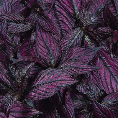 Image showing  4 in. Purple Persian Shield House Plants, 2 pc.