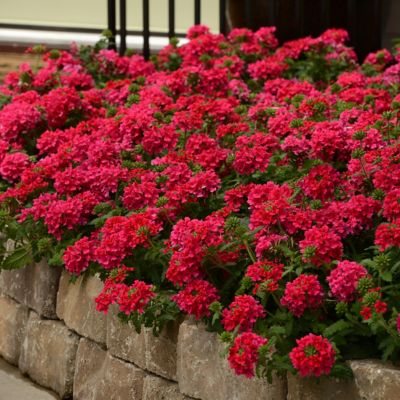 National Plant Network 4 in. Hot Pink Verbena EnduraScape Plant, 2 pc.