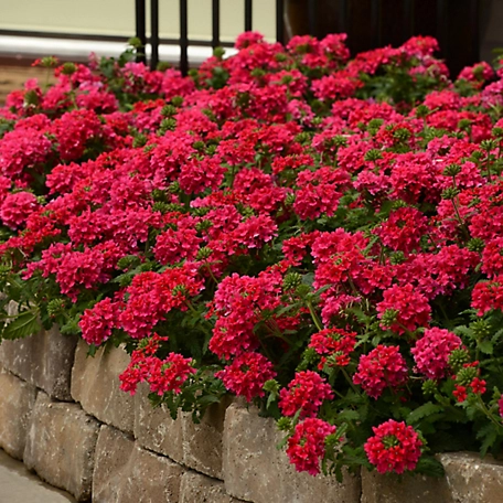 National Plant Network 4 in. Hot Pink Verbena EnduraScape Plant, 2 pc.