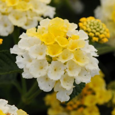 National Plant Network Lantana Lucky Lemon Glow 2 pc.
