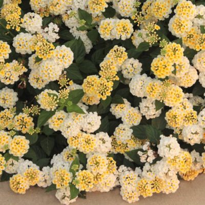 Image showing  Lantana Lucky Lemon Glow 2 pc.
