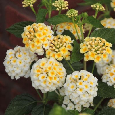 Image showing  Lantana Lucky Lemon Glow 2 pc.