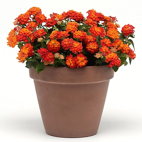 National Plant Network 2.5in Lucky Red Lantana Plant, 2 pc.