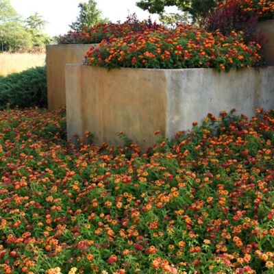 Image showing  2.5in Lucky Red Lantana Plant, 2 pc.