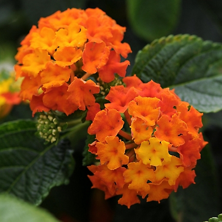National Plant Network 2.5in Lucky Flame Lantana Plant with Purpose, 2 pc.