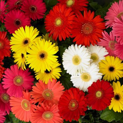 Image showing  4 in. Potted Multi-Color Gerber Daisy Mega Revolution Mix Plants, 2 pc.