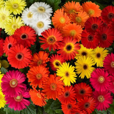 Image showing  4 in. Potted Multi-Color Gerber Daisy Mega Revolution Mix Plants, 2 pc.