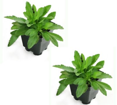 Image showing  4 in. Potted Multi-Color Gerber Daisy Mega Revolution Mix Plants, 2 pc.