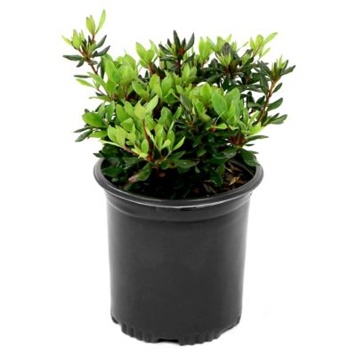 Image showing  2.5 qt. Johanna Azalea Plant