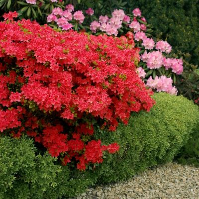 Image showing  2.5 qt. Potted Red Stewartstonian Azalea Bush
