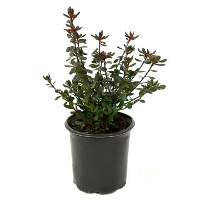 Image showing  2.5 qt. Potted Red Stewartstonian Azalea Bush