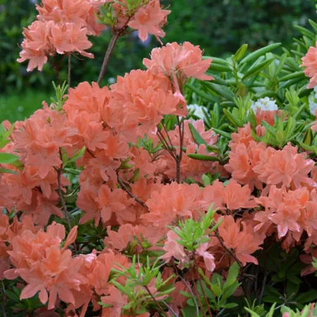 National network of plants 2.5 qt Blaauw pink azalea in pot Bushes