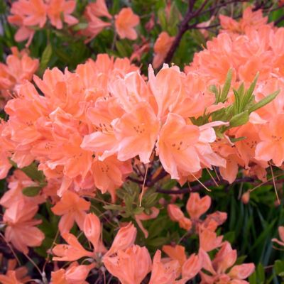 Image showing  2.5 qt. Potted Blaauw's Pink Azalea