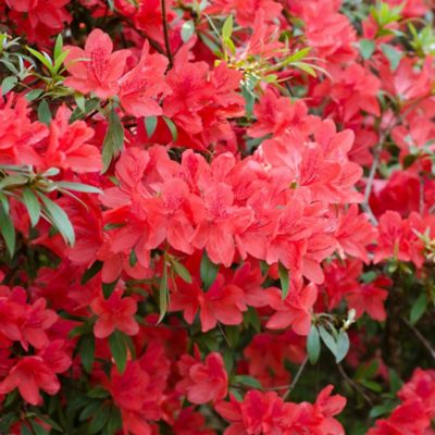 National Plant Network 2.5 qt. Pink Azalea 'Fashion' Shrub, Plant with Purpose