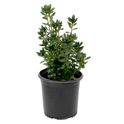 Image showing  2.5 qt. Potted Christina Azalea