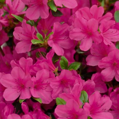 National Plant Network 2.5 qt. Potted Rene Michelle Azalea Plant