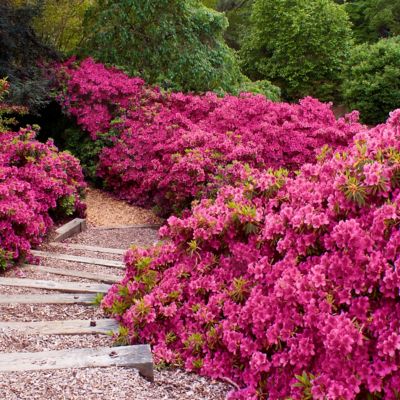 Image showing  2.5 qt. Potted Rene Michelle Azalea Plant