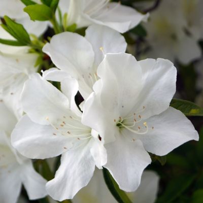 National Plant Network 2.5 qt. Potted Delaware Valley White Azalea