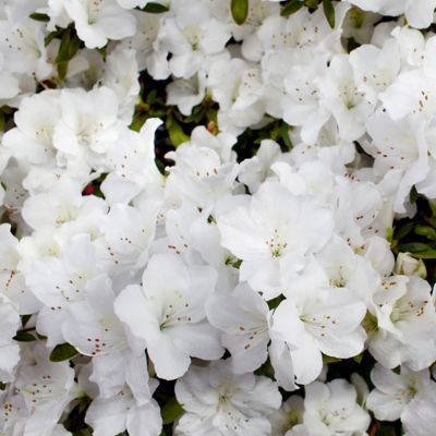 Image showing  2.5 qt. Potted Delaware Valley White Azalea