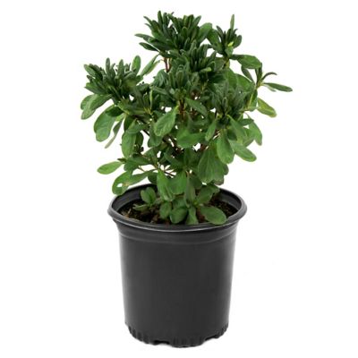 Image showing  2.5 qt. Potted Delaware Valley White Azalea