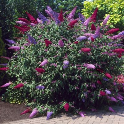 National Plant Network Triple Treat Butterfly Buddleia Bush Plant, 2 pc.