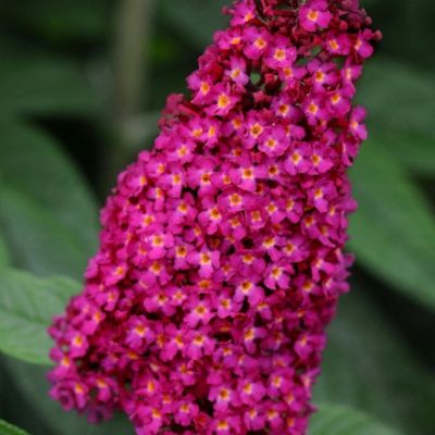 Image showing  Triple Treat Butterfly Buddleia Bush Plant, 2 pc.