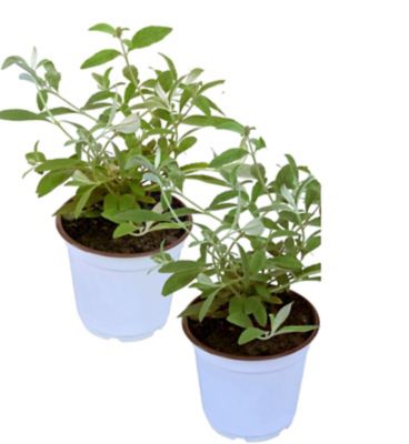 Image showing  Triple Treat Butterfly Buddleia Bush Plant, 2 pc.