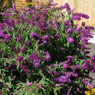 National Plant Network 2.5 qt. Nanho Purple Buddelia Plant