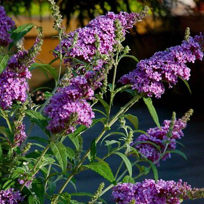 Image showing  2.5 qt. Potted Nanho Purple Buddelia Plant