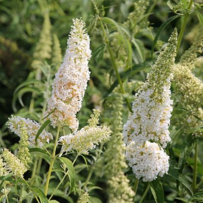 National Plant Network 2.5 qt. Potted White Profusion Buddelia Plant
