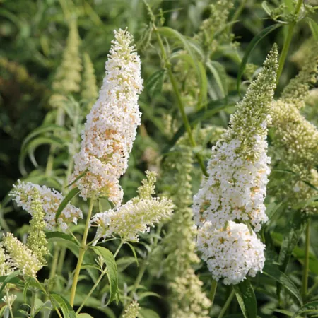 National network of plants 2.5 qt White Buddelia plant in abundance in pot Bushes