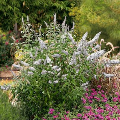 Image showing  2.5 qt. Potted White Profusion Buddelia Plant