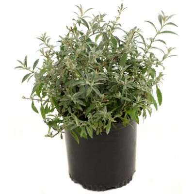 Image showing  2.5 qt. Potted White Profusion Buddelia Plant