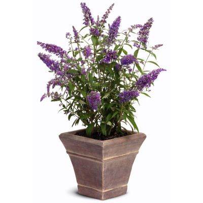 Image showing  2.5 qt. Potted Black Knight Buddelia Plant
