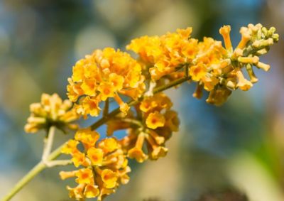Image showing  2.5 qt. Potted Honeycomb Buddelia Plant