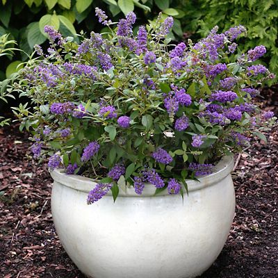 National Plant Network 2.5 qt. Lochinch Buddelia