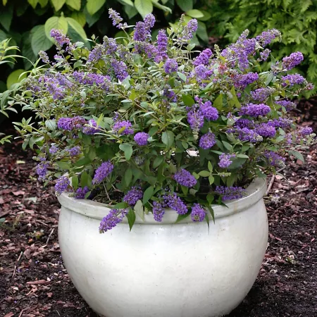 National network of plants 2.5 qt Buddelia of Lochinch Bushes