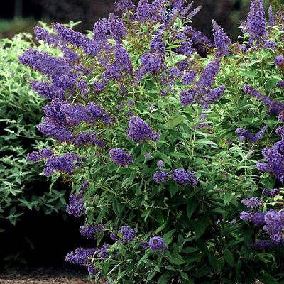 Image showing  2.5 qt. Lochinch Buddelia