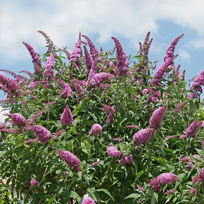 National Plant Network 2.5 qt. Pink Delight Buddelia Plant