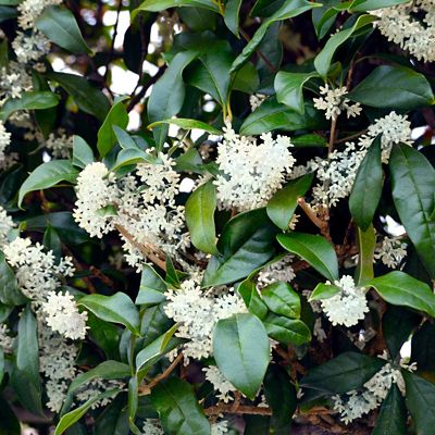 National Plant Network 2.5 qt. Sweet Olive