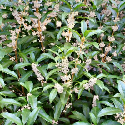 National Plant Network 2.25 gal. Sweet Olive Plant