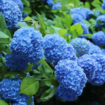 National Plant Network Nikko Blue Hydrangea Plant in 4" Pot 2 Count. Bushes