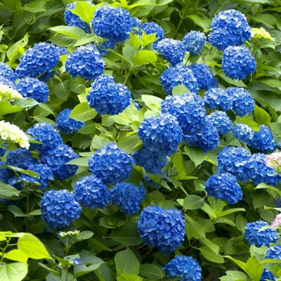 Image showing  4 in. Potted Nikko Blue Hydrangea Plant, 2 pc.