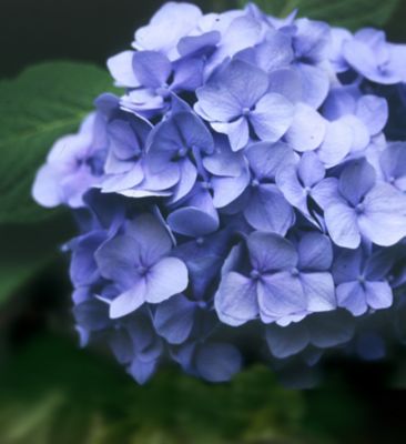 National Plant Network 4 in. Penny Mac Hydrangea Plant, 2 pc.